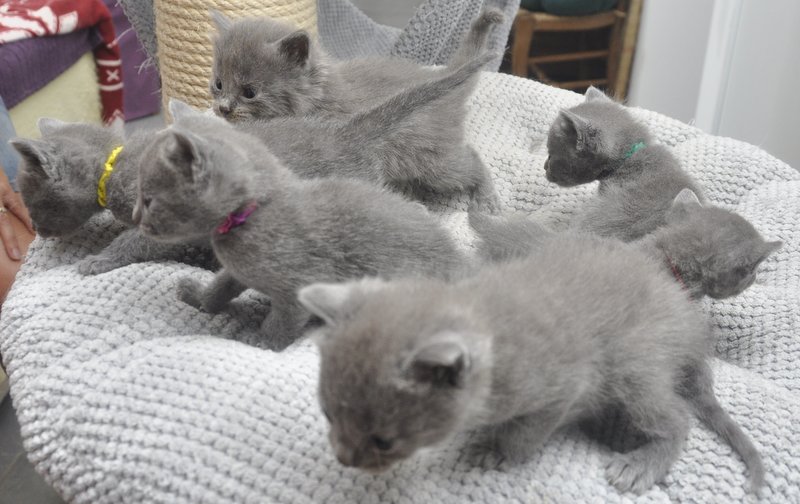 CHATONS CHARTREUX